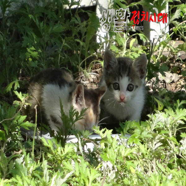 인간과 동물의 공존